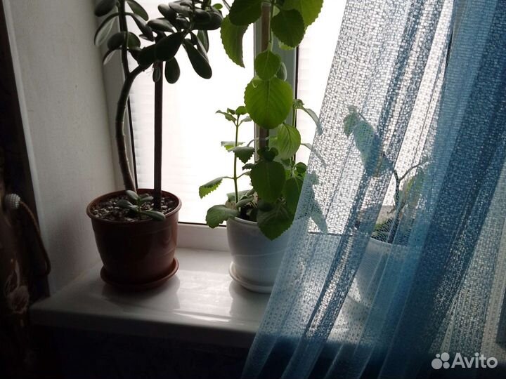 Комнатная мята