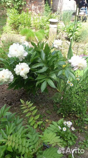 Пионы (делёнки)