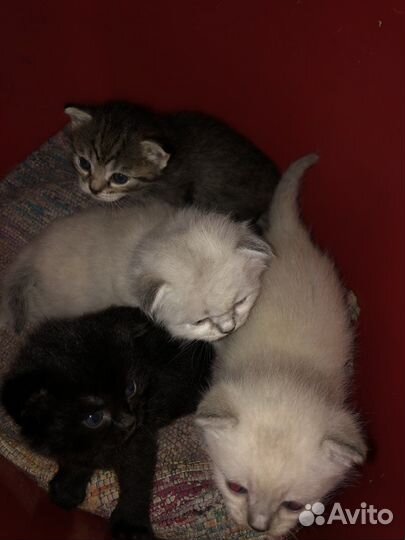 Вислоухие котята