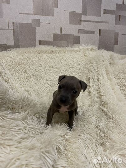 Щенки питбуля