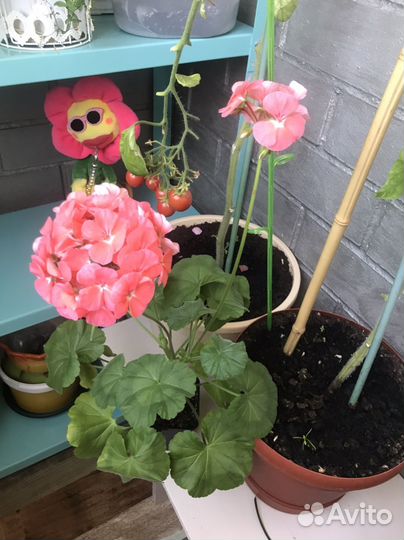 Молодое растение пеларгонии /герани