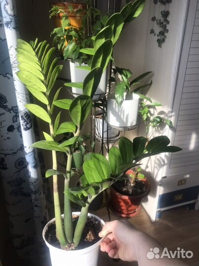 Замиокулькас