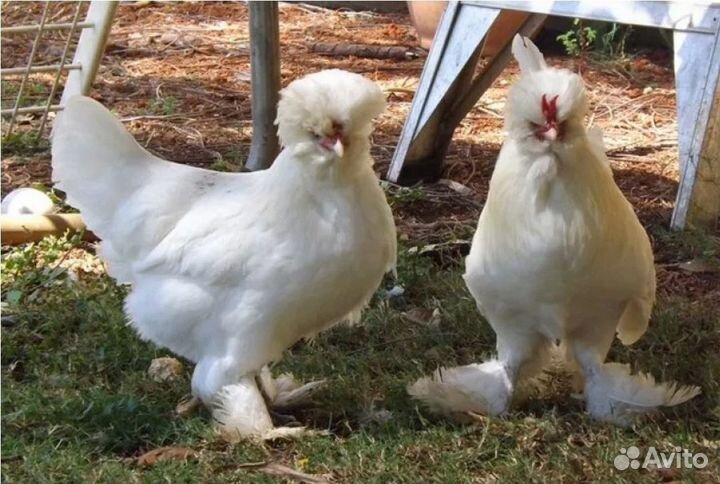 Турецкая Султанка