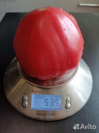 Семена коллекционных сортов томатов