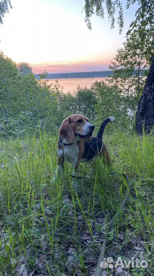 Вязка кобель Бигль