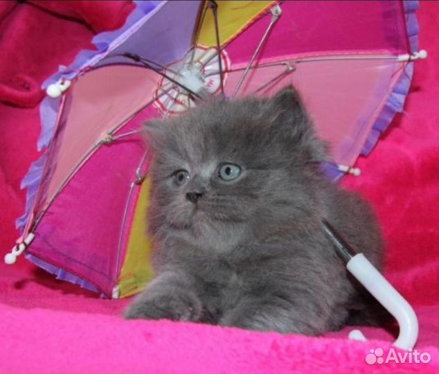 Шотландские котята