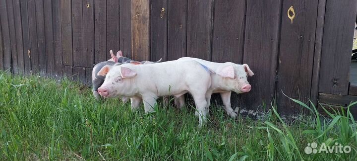 Поросята породы ландрас