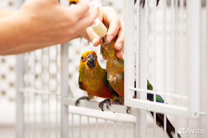 Малыши птенцы, выкормленны человеком