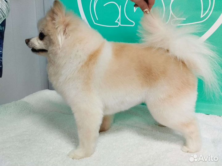 Ультразвуковая чистка зубов стрижка собак и кошек