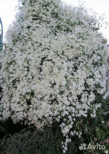 Клематис манчжурский дальневосточный (Ломонос)