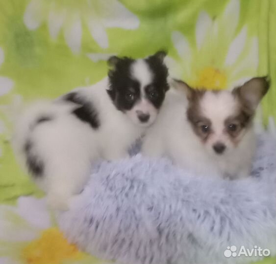 Щенки папийона