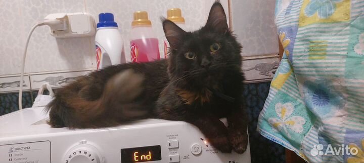 Кошки мейн-кун