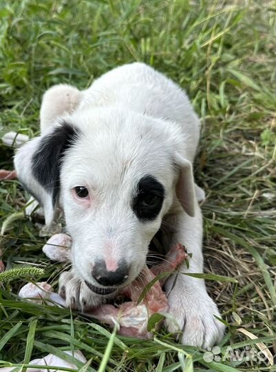 В самые добрые руки