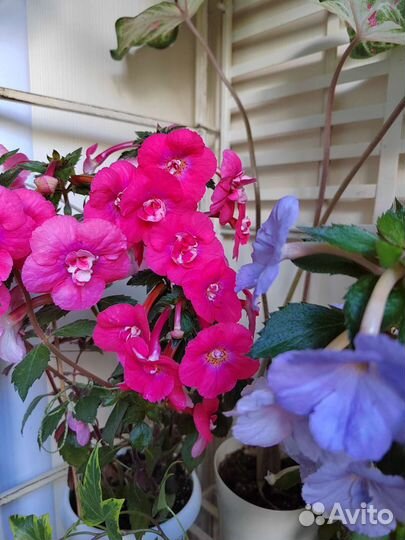 Ахименес ризомы предварительное бронирование