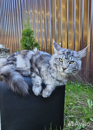 Котята Мейн-кун
