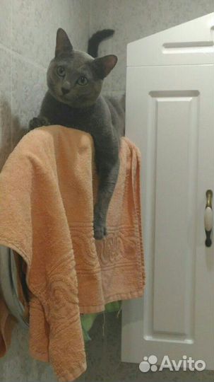 Кот на вязку