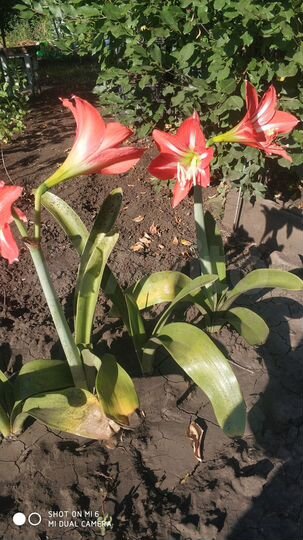 Дача 10 м² на участке 5 сот.