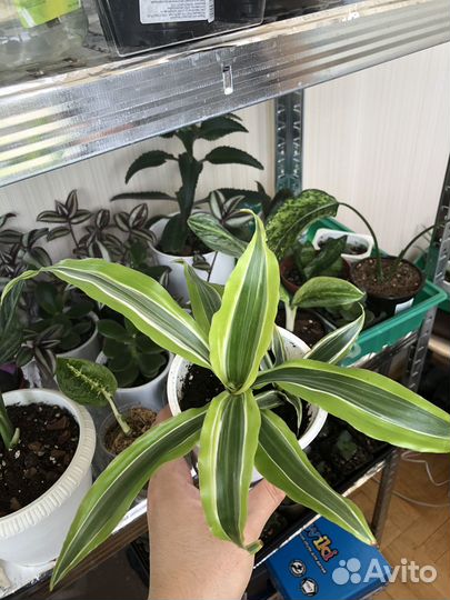 Пальма драцена