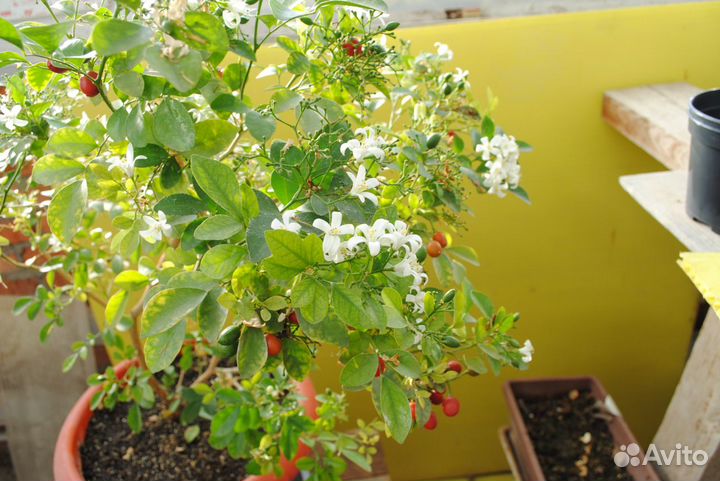 Индийский лук,гинкго мурайя витекс, банан Небраски