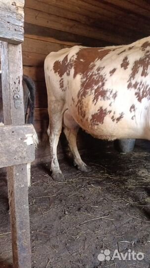 Дойная корова