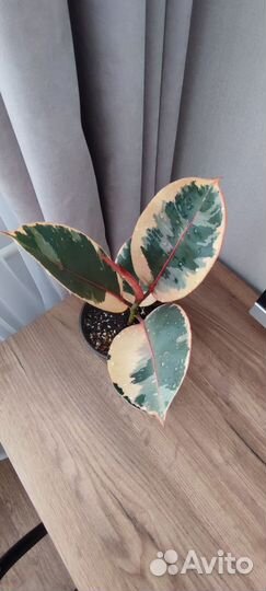 Фикус эластика белиз