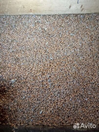 Зерно пшеница