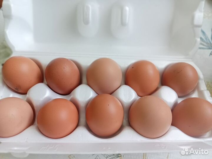 Инкубационное яйцо