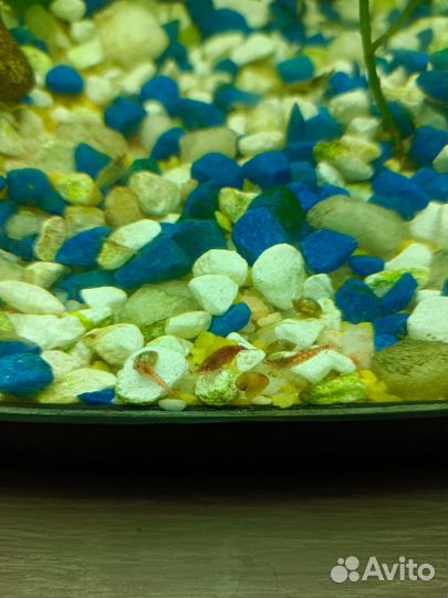 Аквариумные креветки