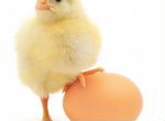 Инкубационное яйцо Смена 9