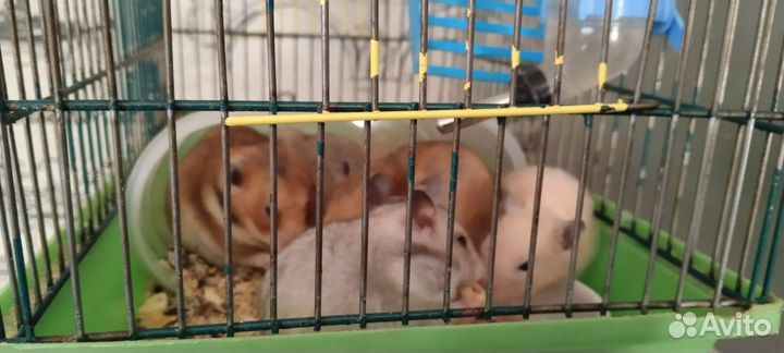 Сирийский хомяк