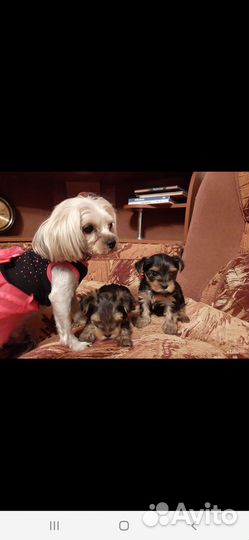 Йоркширский терьер