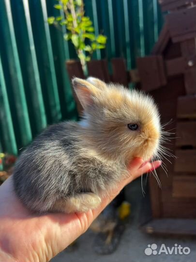 Декоративные карликовые кролики