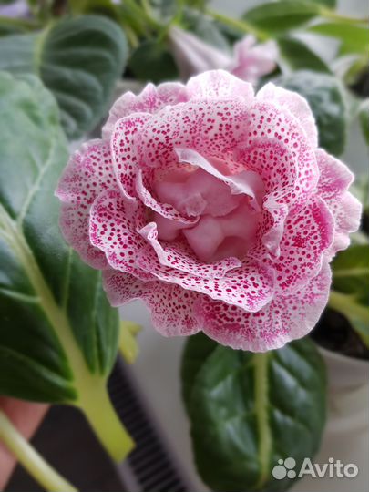 Глоксиния сортовая, укоренённые листы