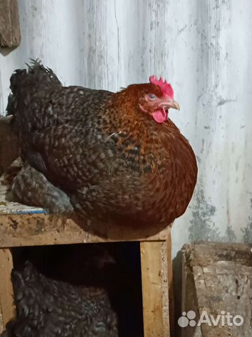 Инкубационные яйцо