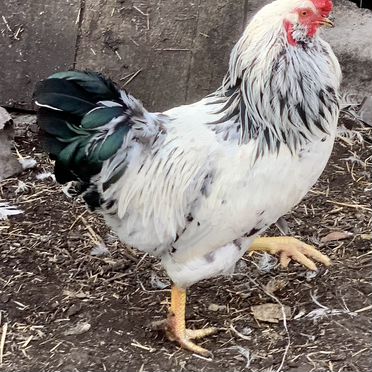 Молодые петухи доминант