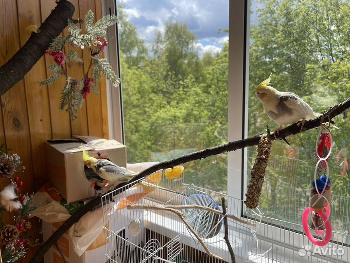 Продам пару корелл