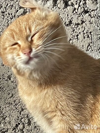 Котята в добрые руки бесплатно