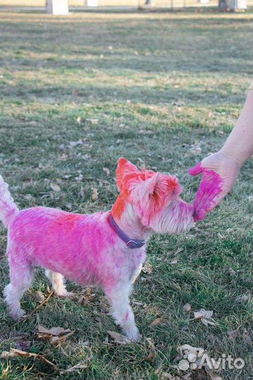 Краски Холи