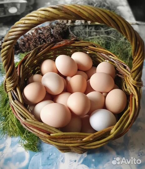 Домашние куриные яйца