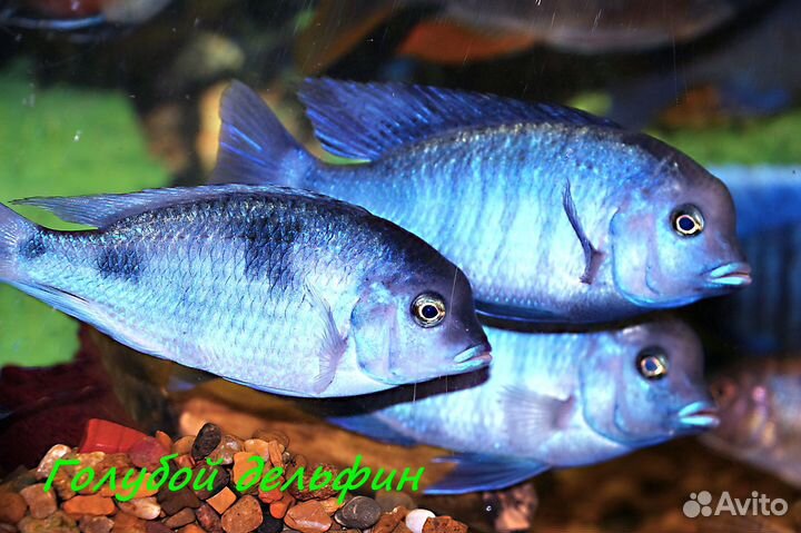 Цихлиды в Череповце. Взрослые, подростки, мальки