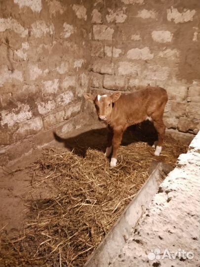 Бычок бычки телята теленок