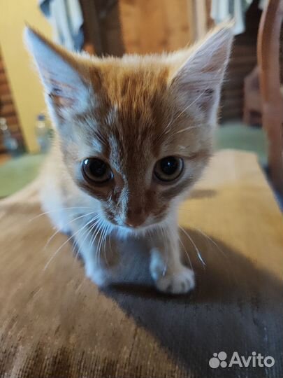 Отдам котенка в добрые руки