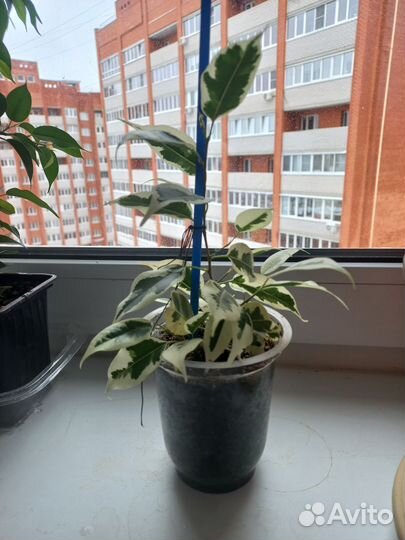 Фикус бенджамина пестролистный