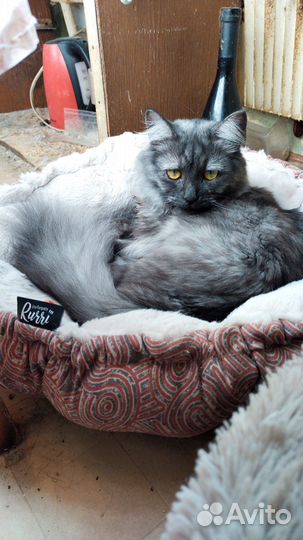 Отдам бесплатно кошку