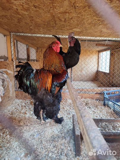 Петушки Маран, ухейулюй, брама, нидерхайнер