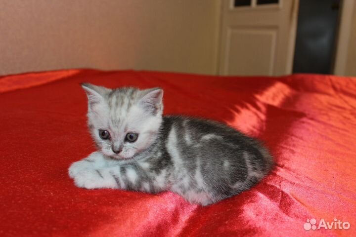 Шотландские котята