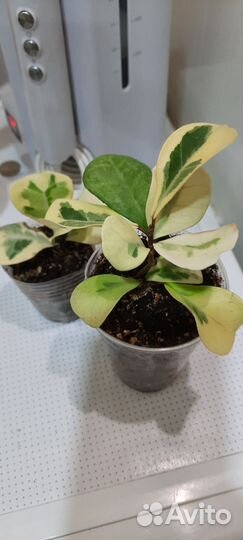 Фикусы, монстера