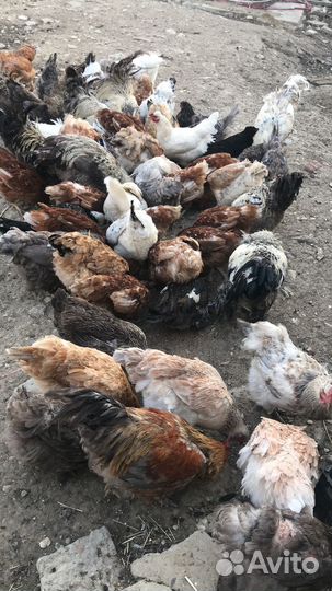 Куры несушки