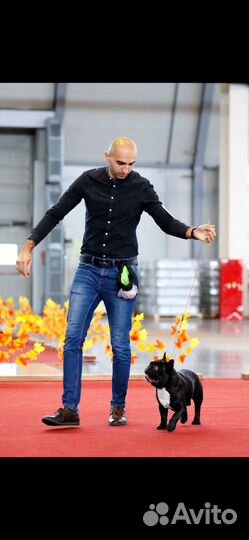 Французский бульдог вязка кобель