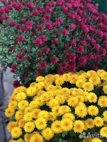 Хризантемы мультифлора